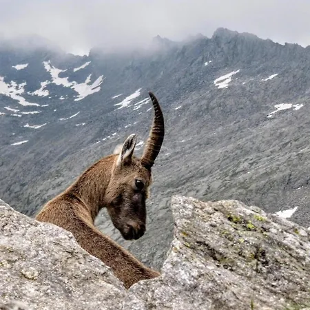 Ortensia Appartement