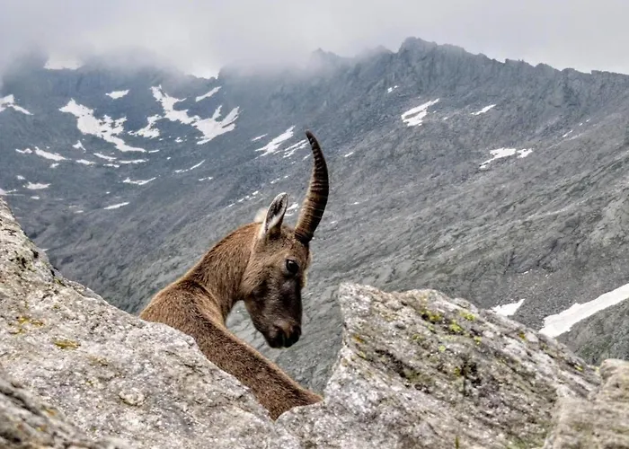 Ortensia Appartement